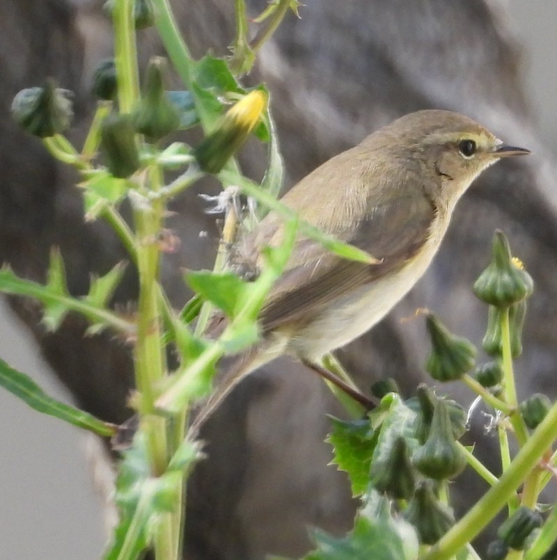 Common Chiffchaff