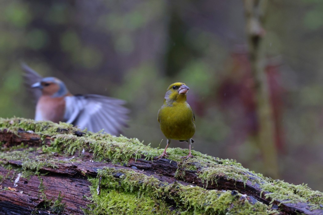 European Greenfinch
