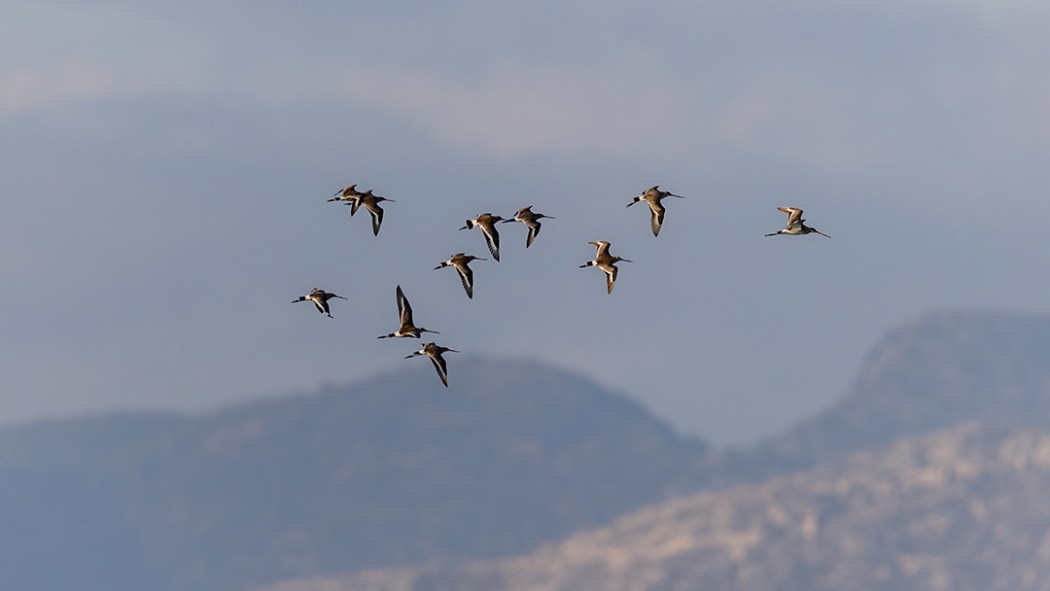 Black-tailed Godwit
