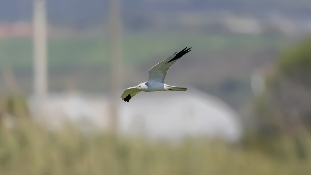 Pallid Harrier