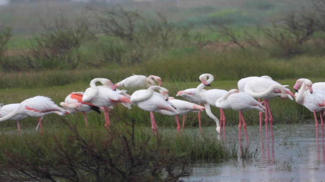 Greater Flamingo