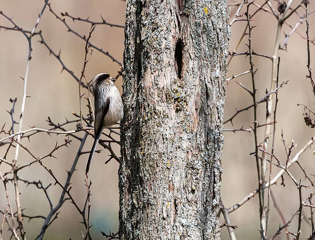Long-tailed Tit