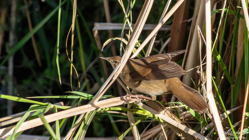 Savi`s Warbler
