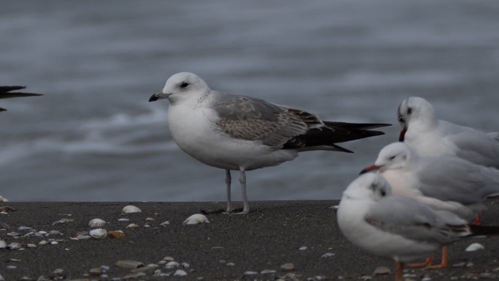 Common Gull