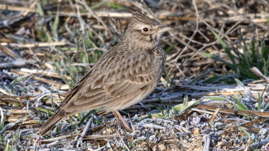 Crested Lark
