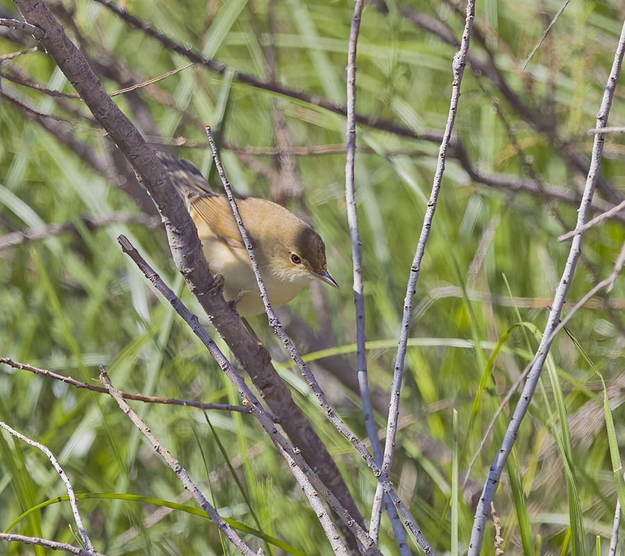 Marsh Warbler