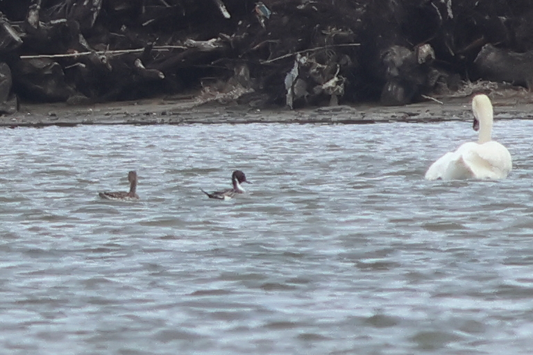 Northern Pintail