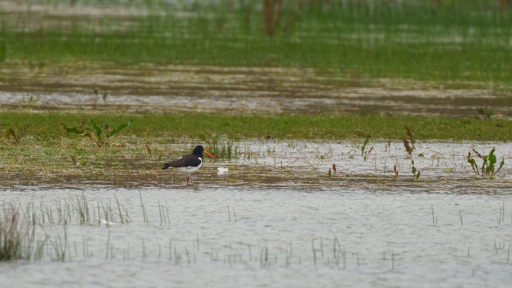 Eurasian Oystercatcher