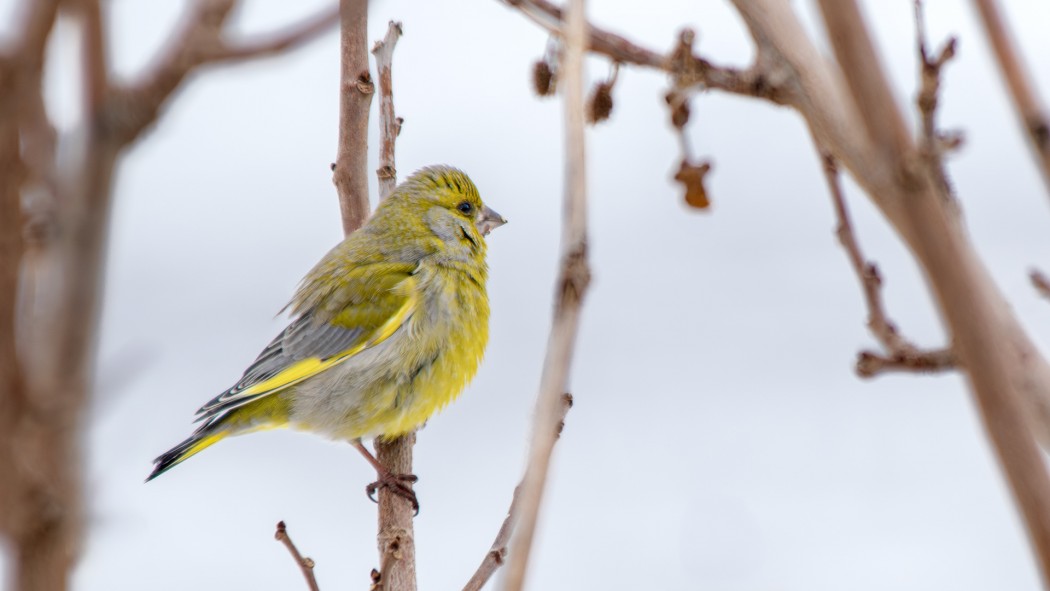 European Greenfinch