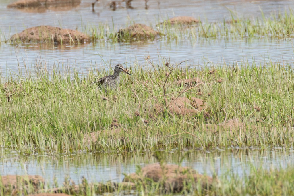 Wood Sandpiper