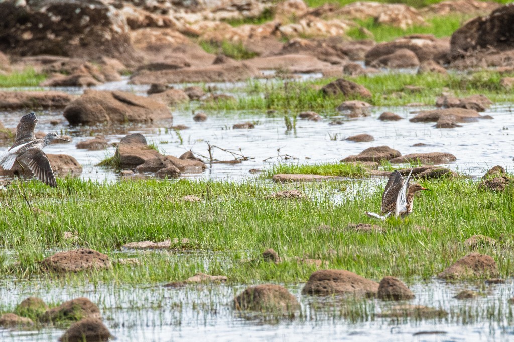 Common Greenshank