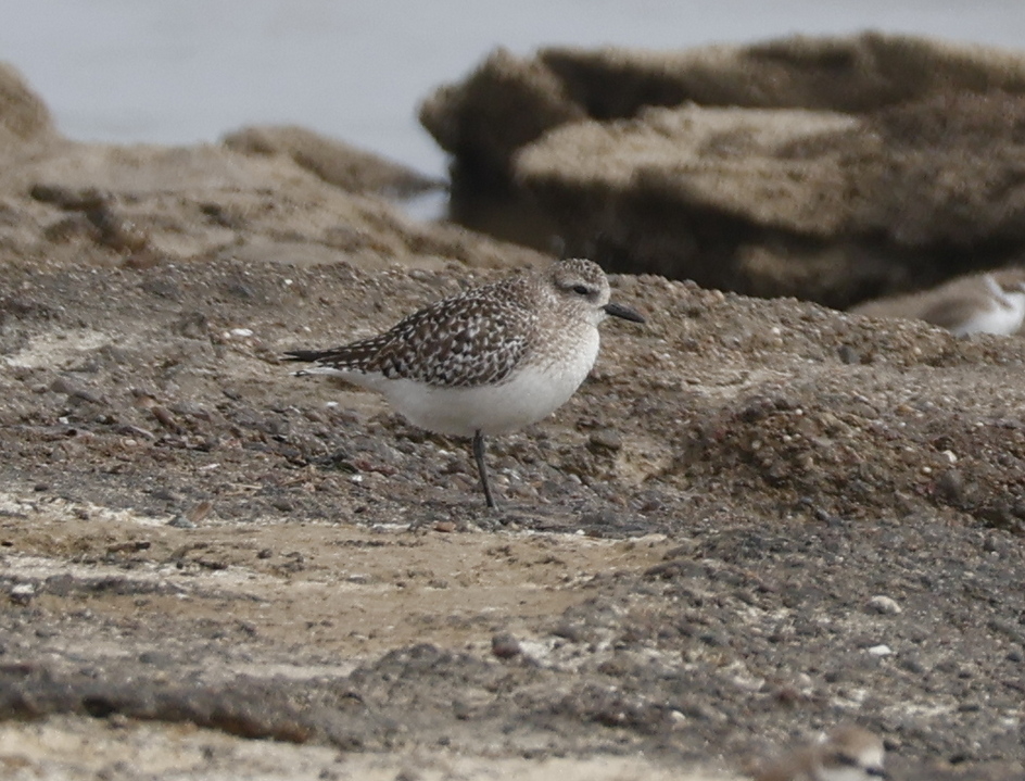Grey Plover
