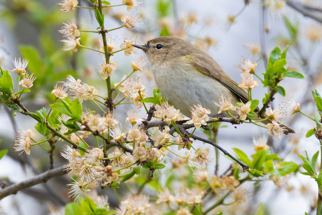 Common Chiffchaff