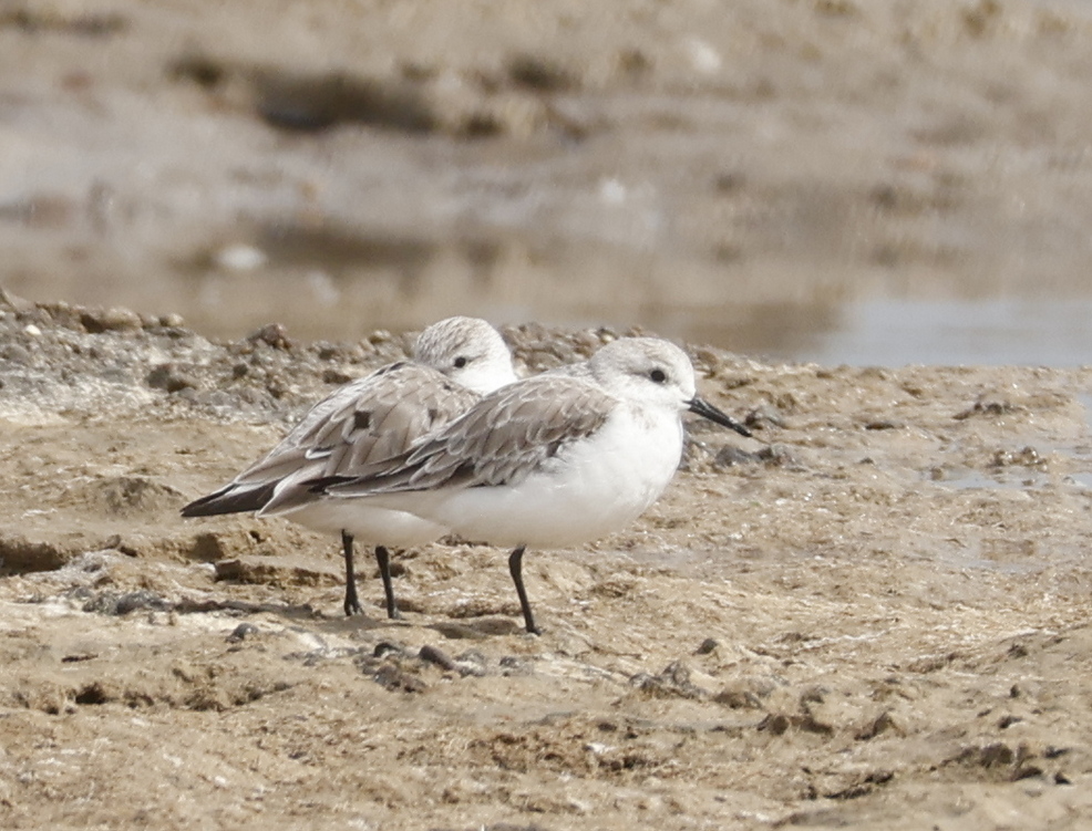 Sanderling