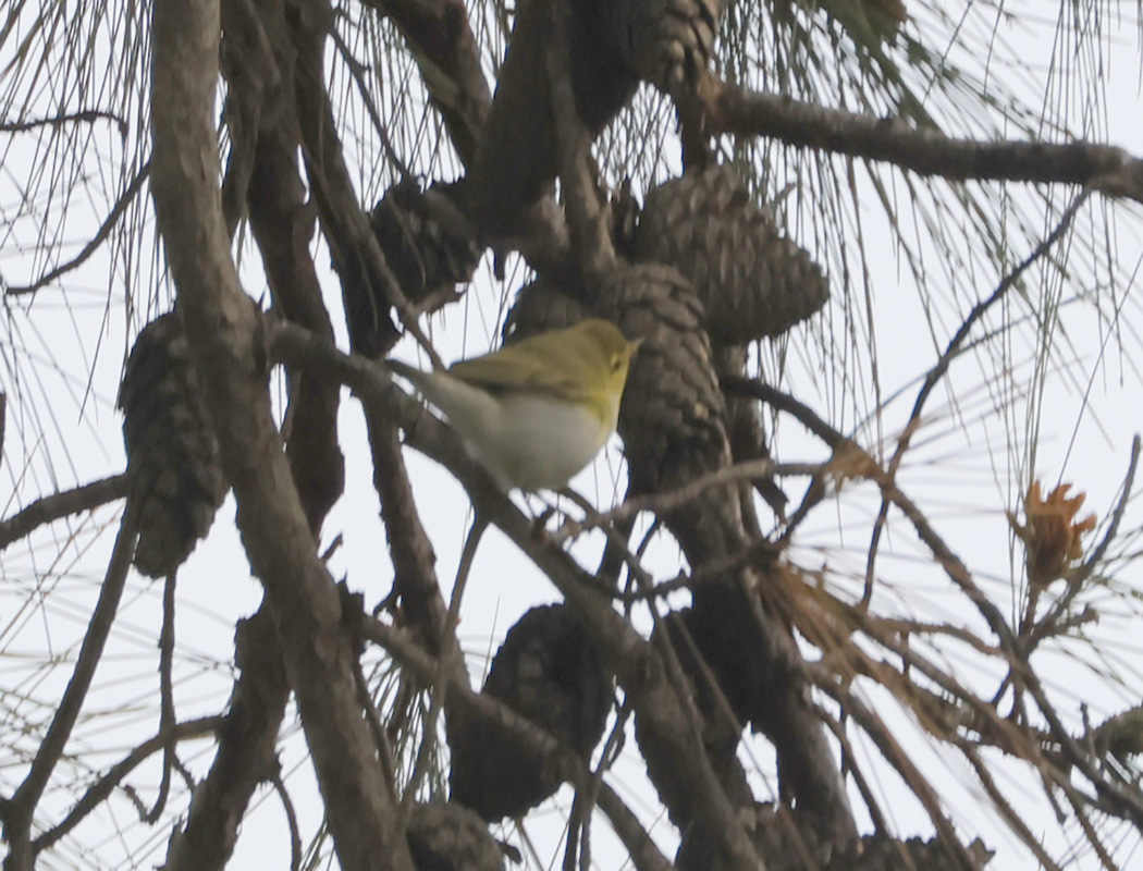 Wood Warbler
