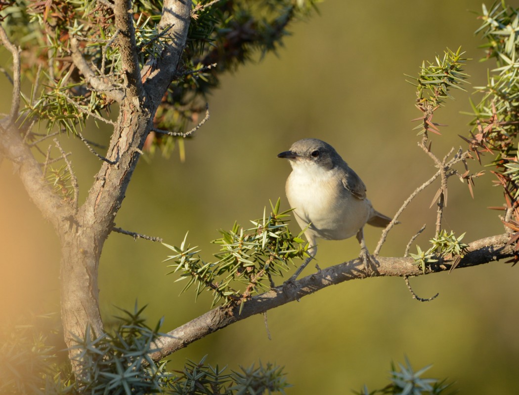 Eastern Orphean Warbler