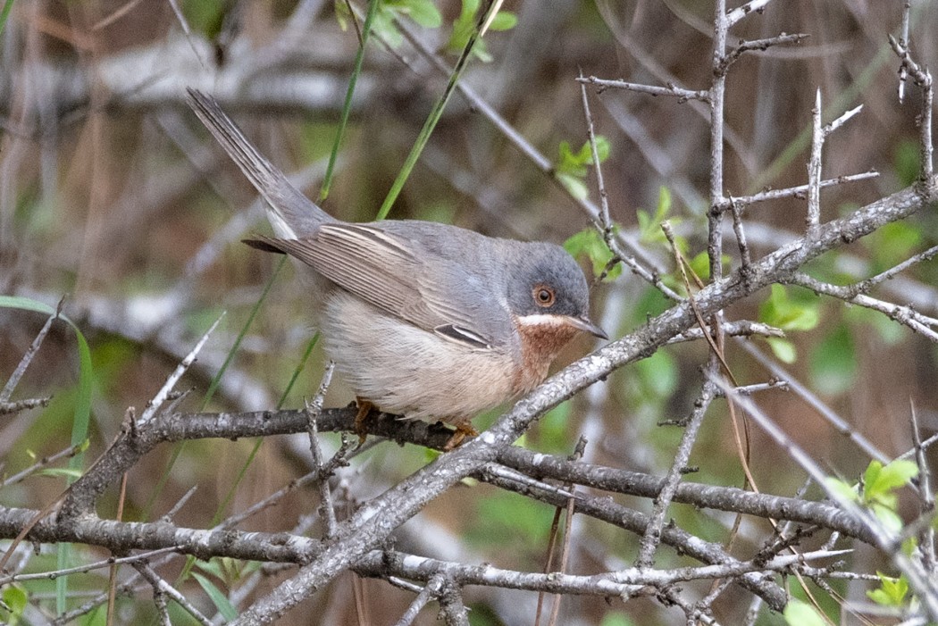 Subalpine Warbler
