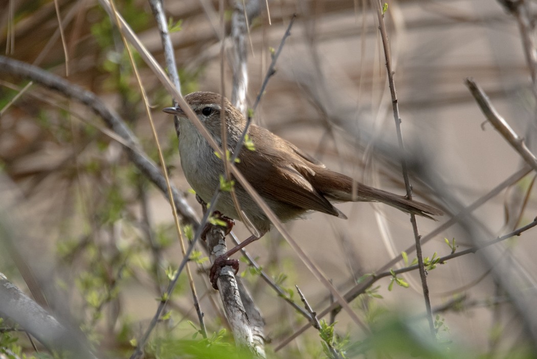Cetti`s Warbler