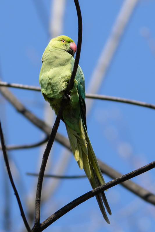 Rose-ringed Parakeet