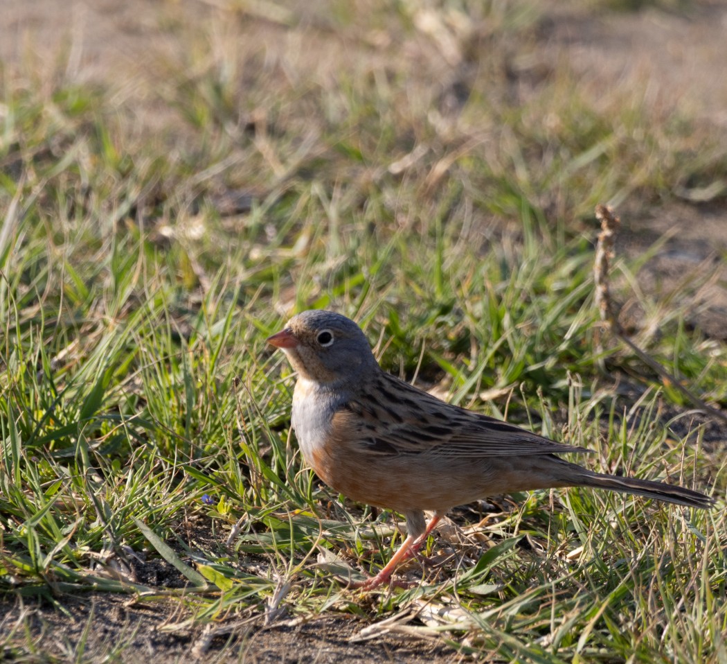 Cretzschmar`s Bunting