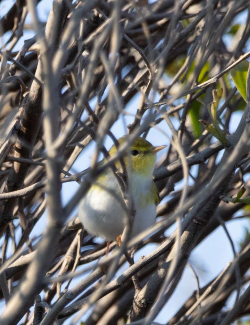 Wood Warbler