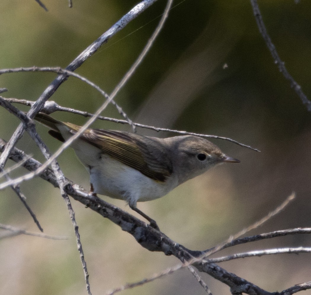 Eastern Bonelli`s Warbler