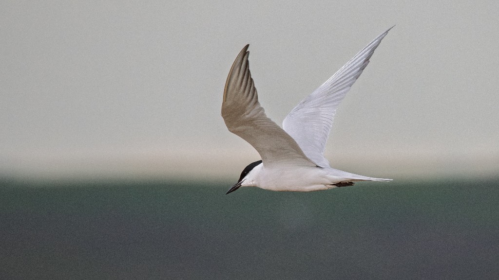 Gull-billed Tern