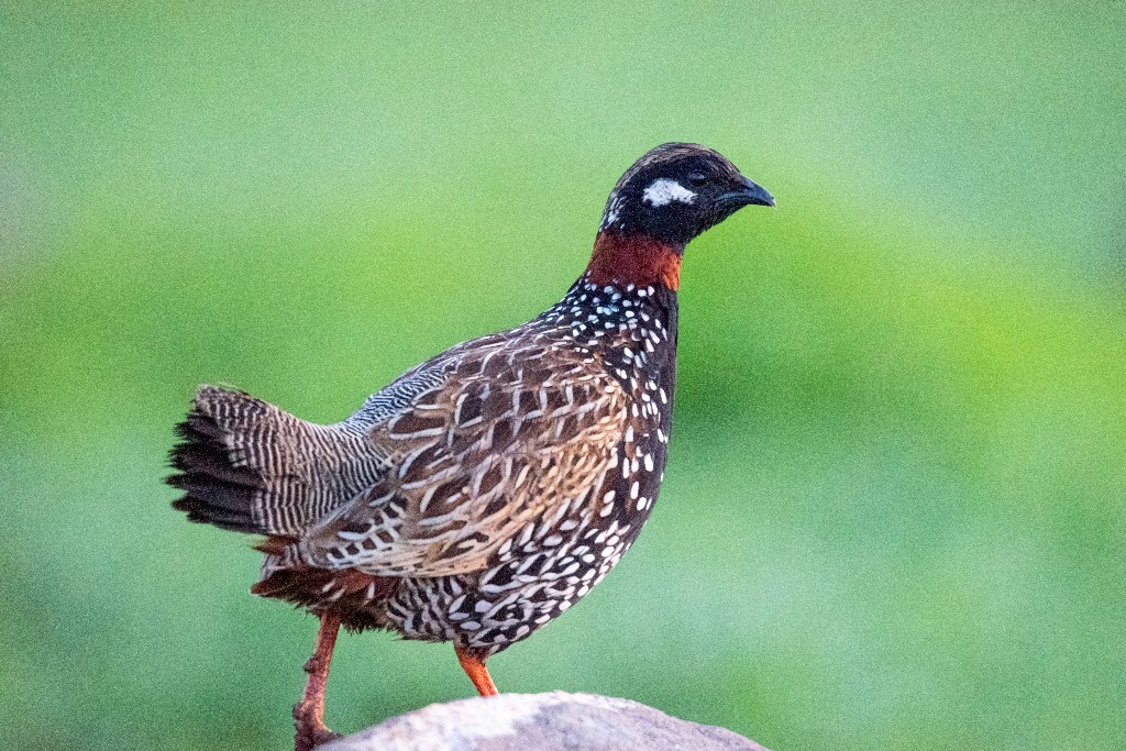 Black Francolin
