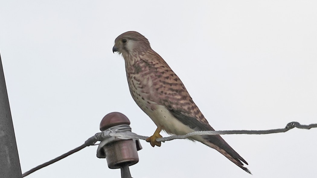 Common Kestrel