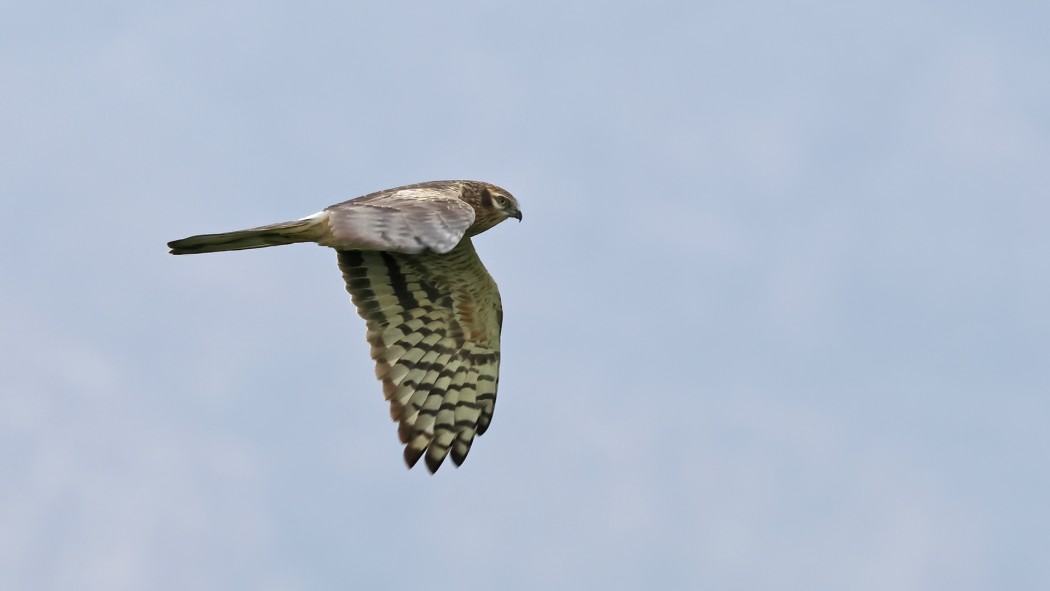 Montagu`s Harrier