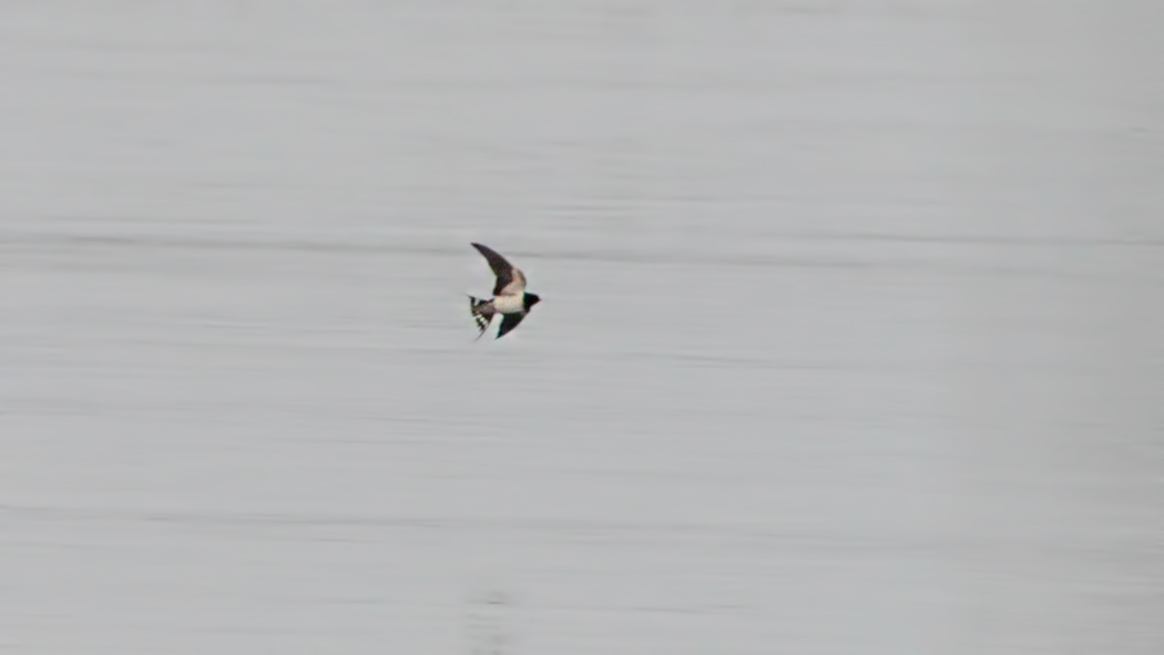 Barn Swallow