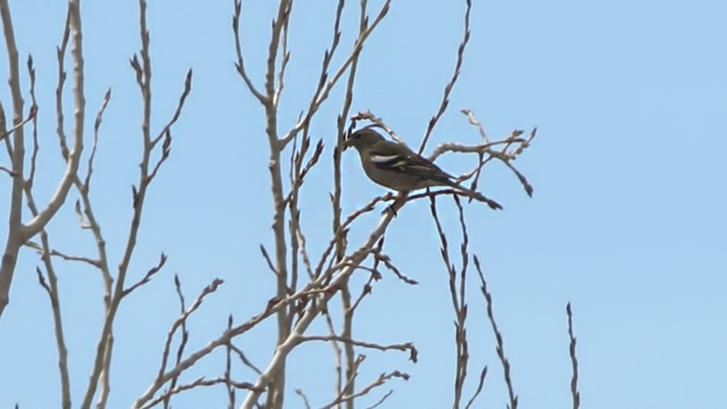 Eurasian Chaffinch
