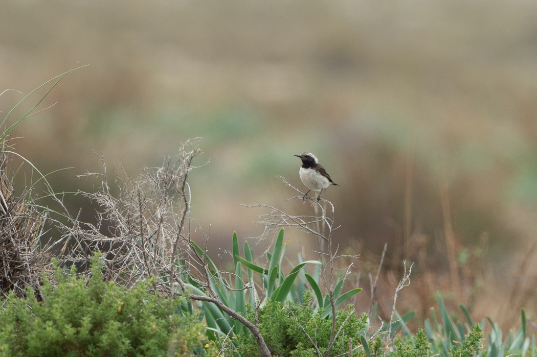 Cyprus Wheatear