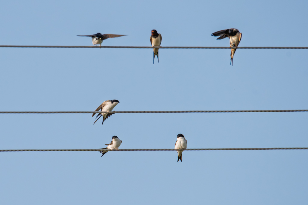Western House Martin