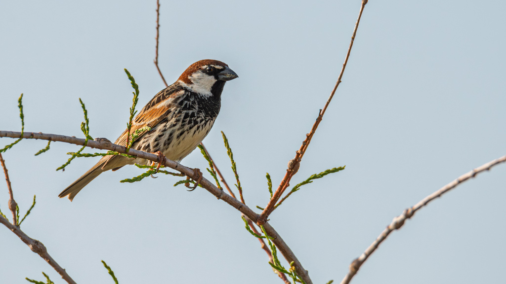 Spanish Sparrow