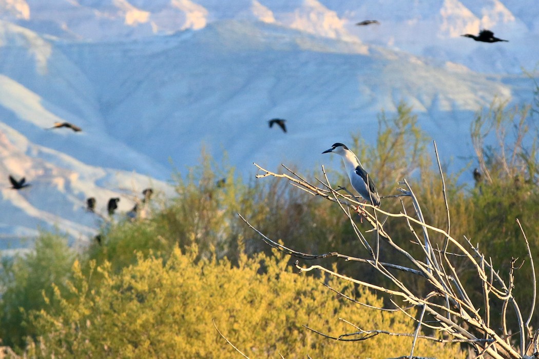 Black-crowned Night Heron