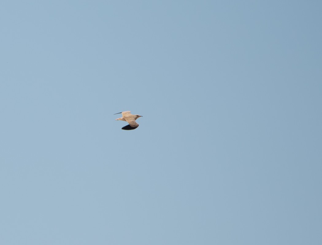 Cream-colored Courser