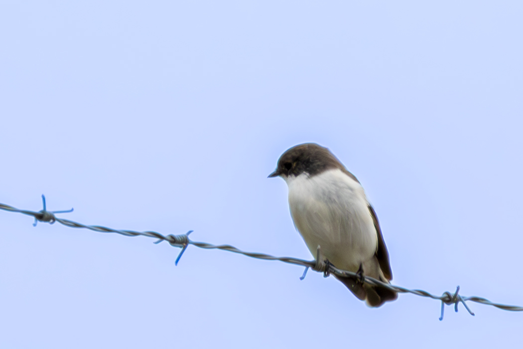 European Pied Flycatcher