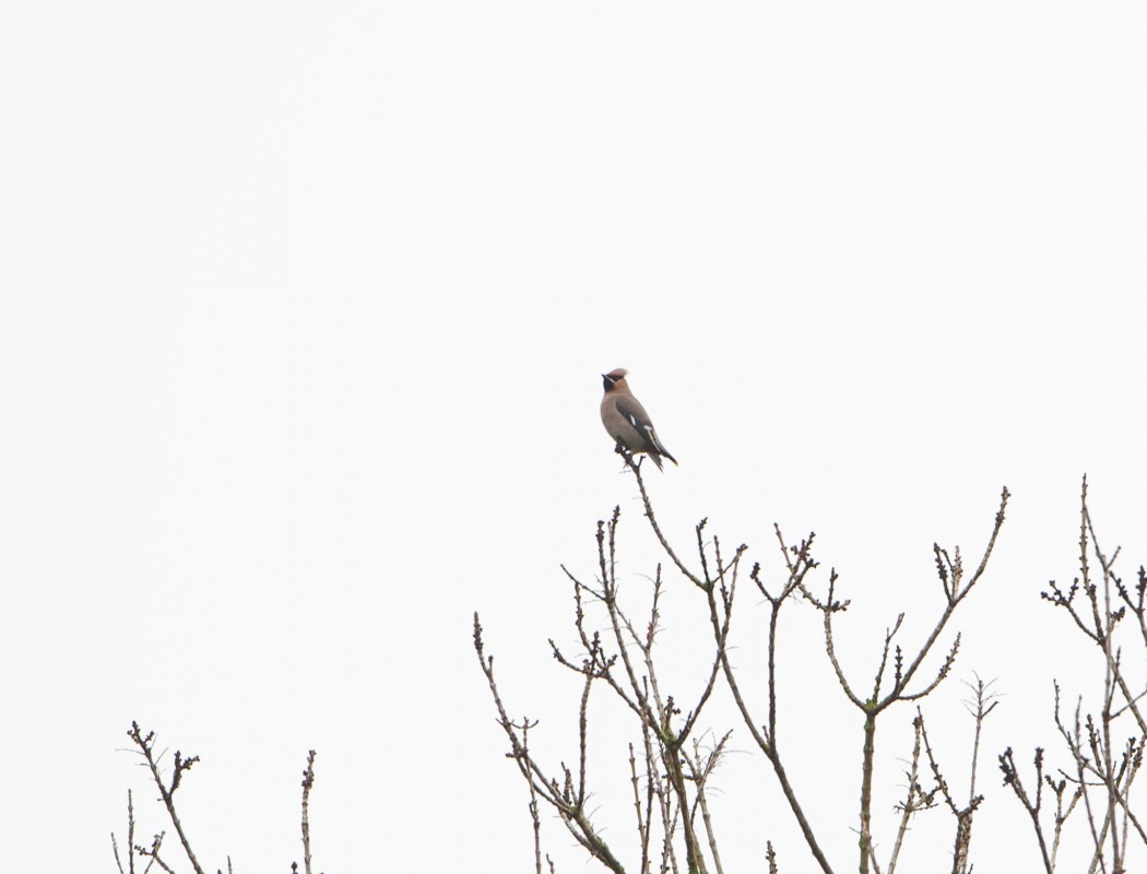 Bohemian Waxwing