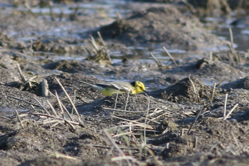 Citrine Wagtail
