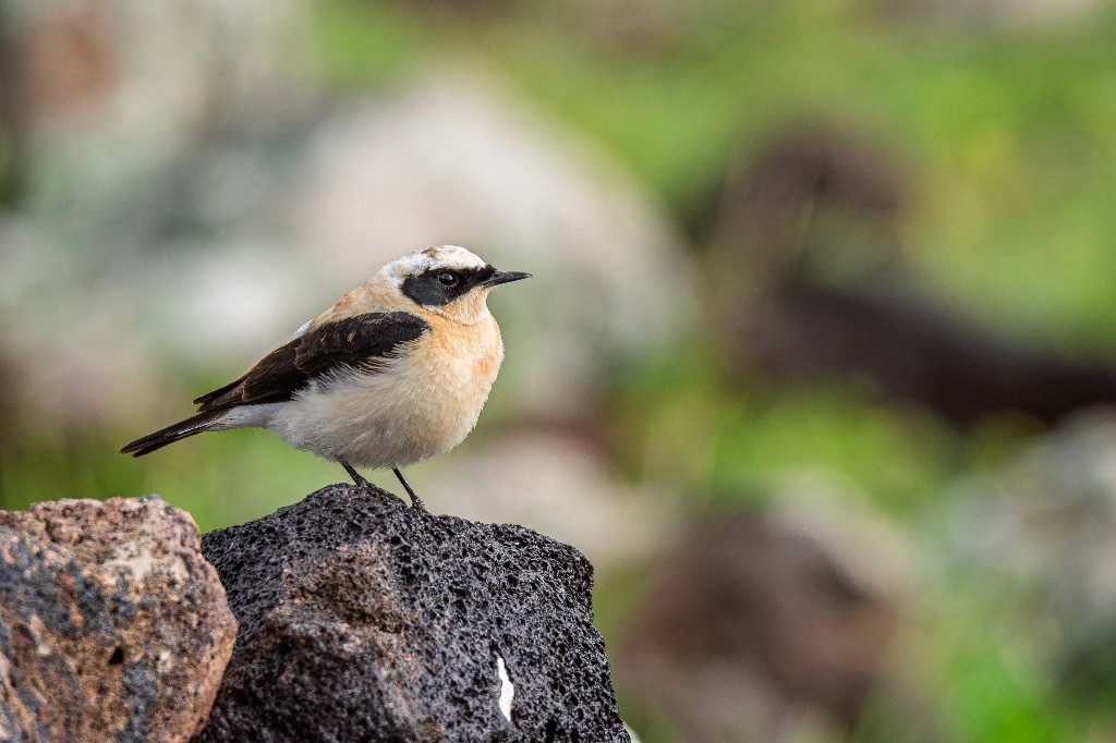 Black-eared Wheatear