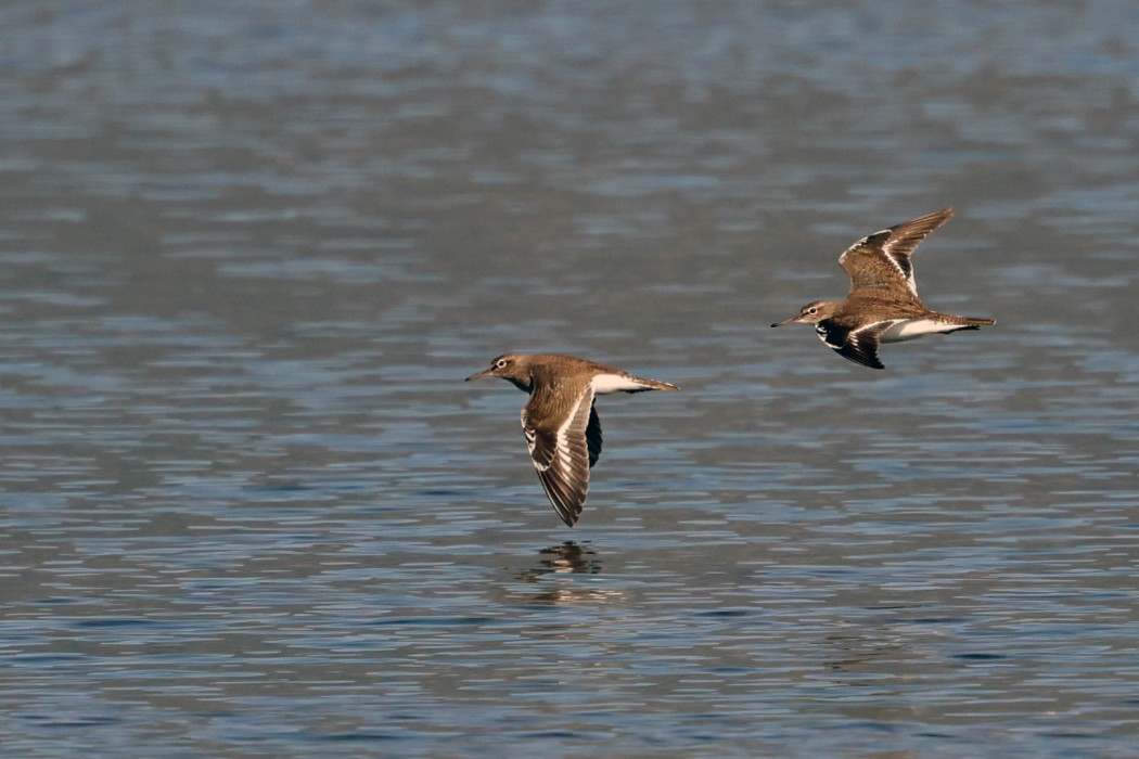 Common Sandpiper