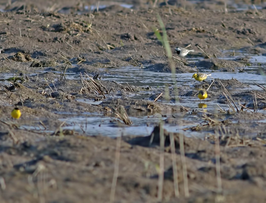 Citrine Wagtail