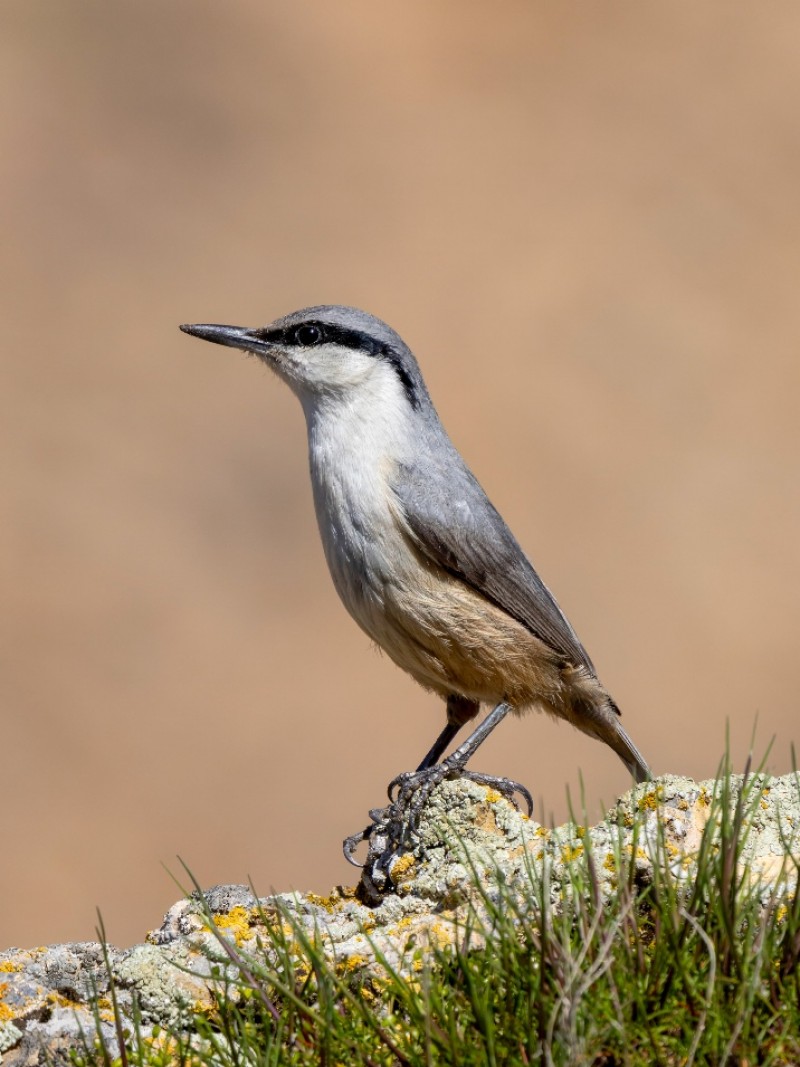 Western Rock Nuthatch