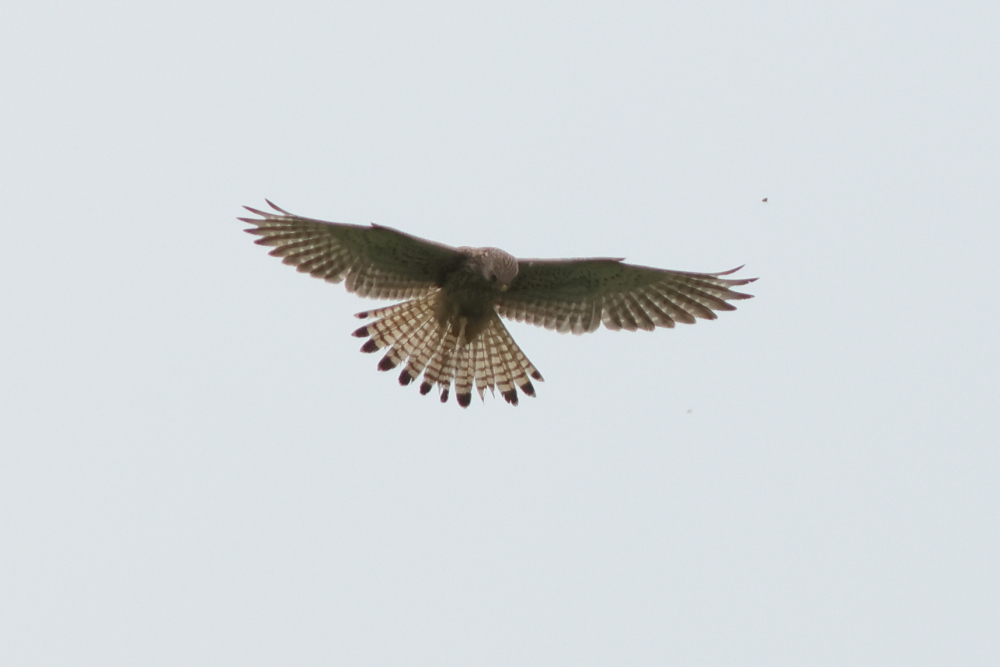 Common Kestrel