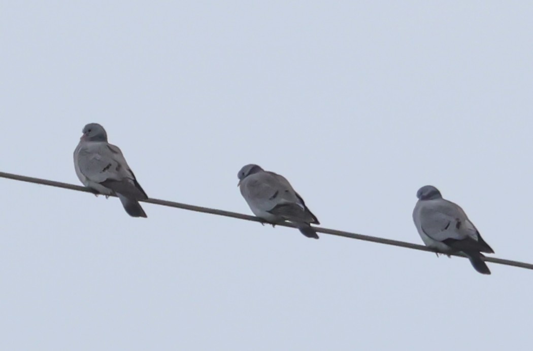 Stock Dove