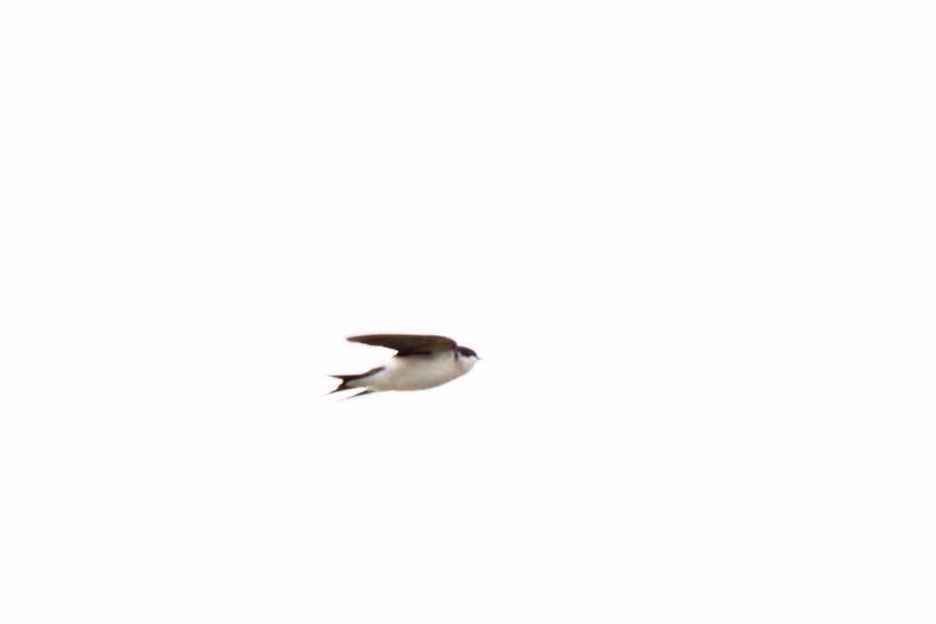 Western House Martin