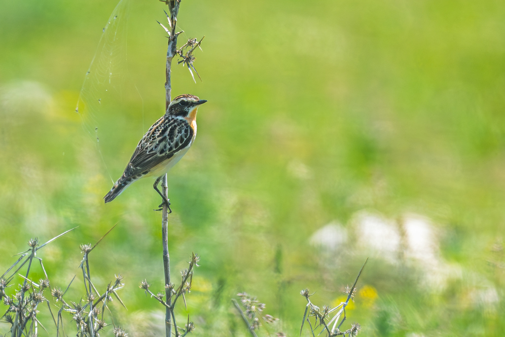 Whinchat