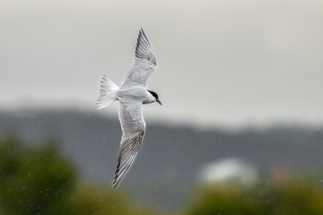 Gull-billed Tern