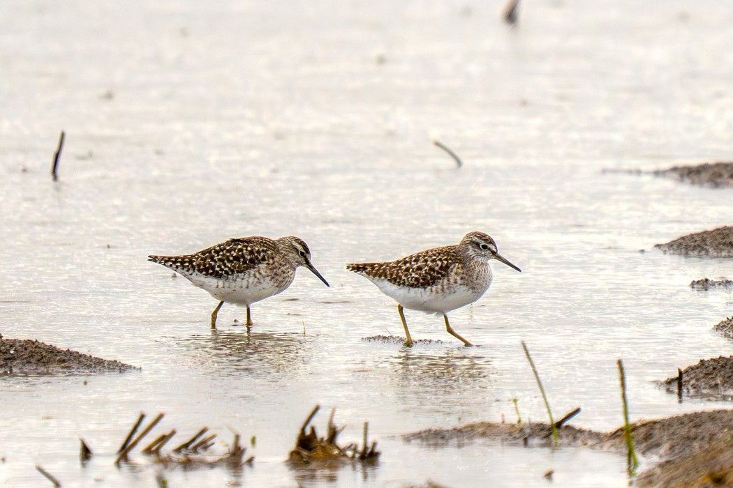 Wood Sandpiper